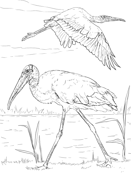 Wood Storks coloring page image