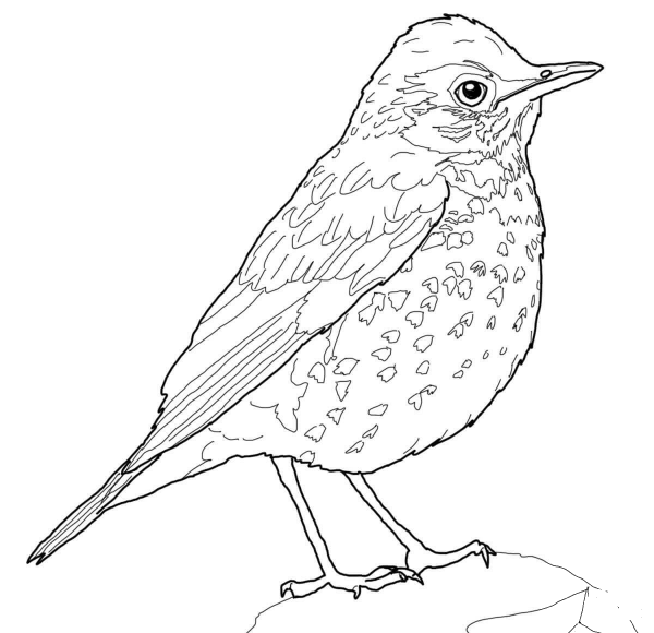 Wood Thrush Bird coloring page image