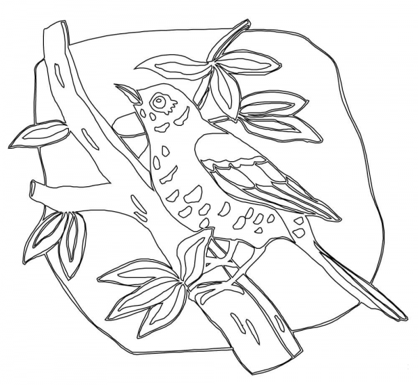Wood Thrush  coloring page image