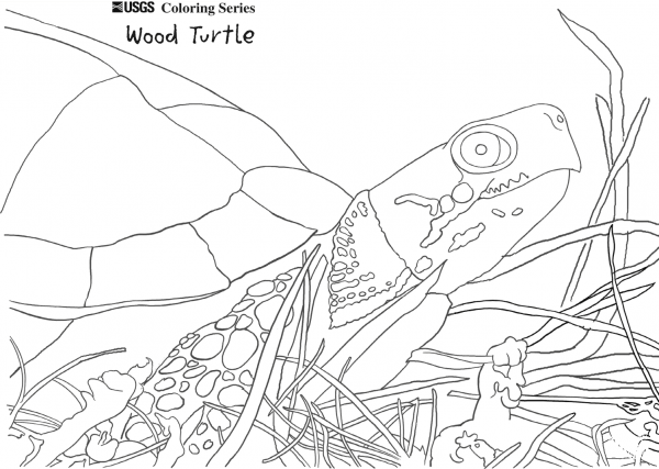 Wood Turtle coloring page image