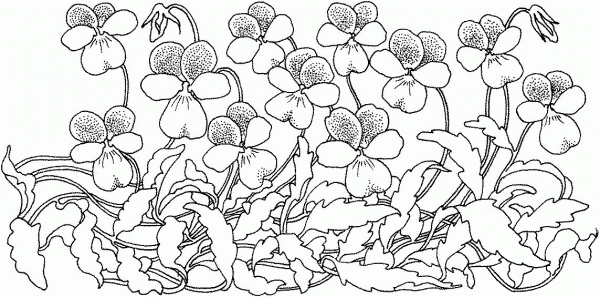 Wood Violet coloring page image