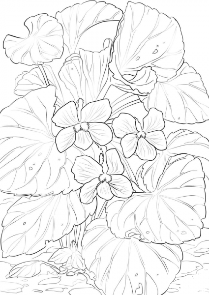 Wood Violets coloring page image