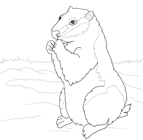 Woodchuck coloring page image
