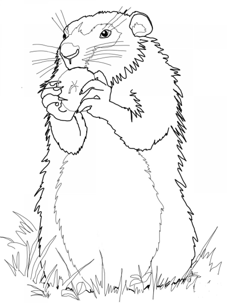 Woodchuck Eats Apple coloring page image