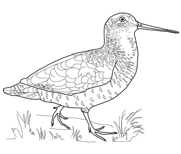 Woodcock Bird coloring page image