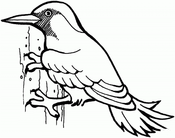 Woodpecker bird coloring page image
