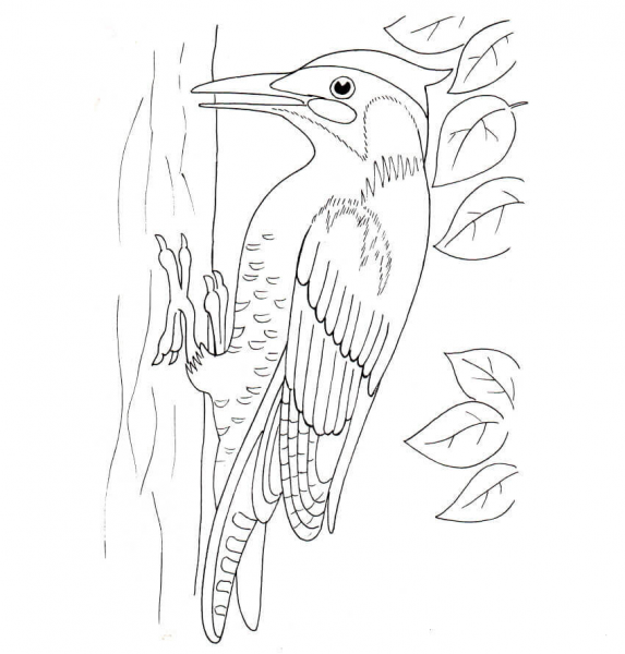 Woodpecker coloring page image