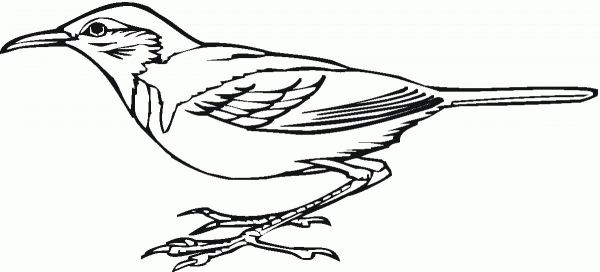 Woodpecker coloring page image