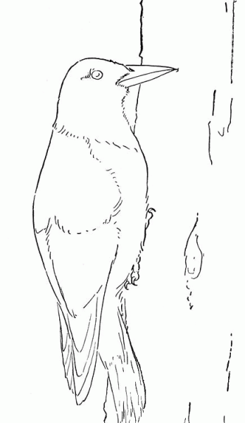 Woodpecker coloring page image