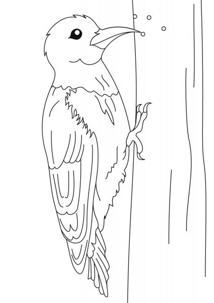 Woodpecker coloring page image