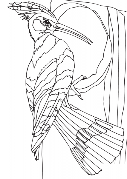 Woodpecker coloring page image