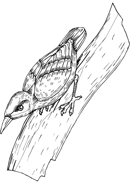 Woodpecker coloring page image