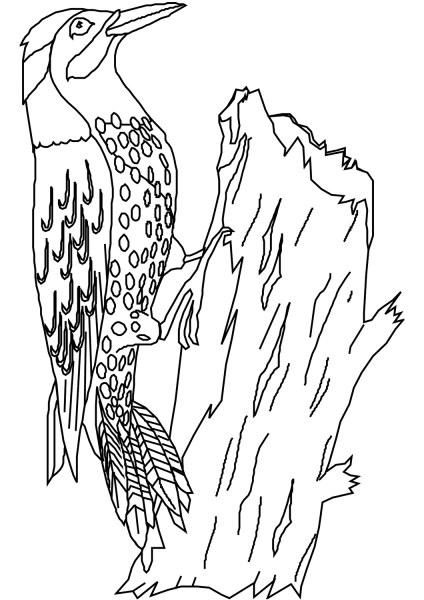 Woodpecker coloring page image