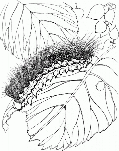 Woolly Bear Caterpillar coloring page image