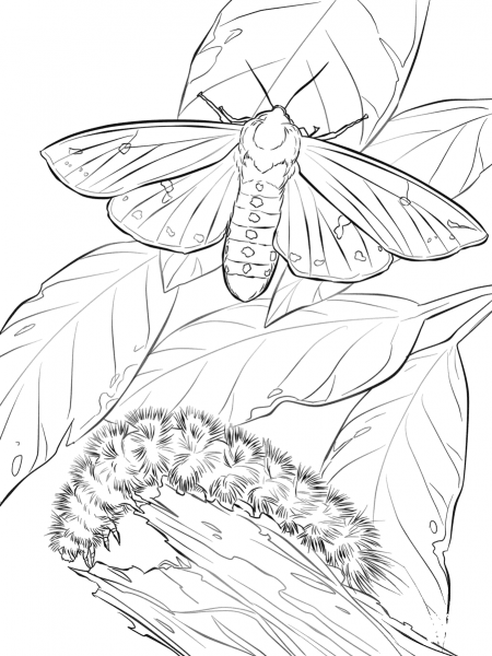 Woolly Bear Moth And Caterpillar coloring page image