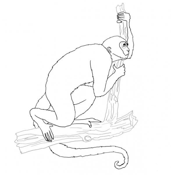 Woolly Monkey coloring page image