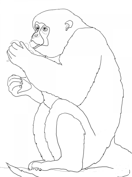 Woolly Monkey Eats Banana coloring page image