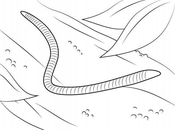 Worm coloring page image