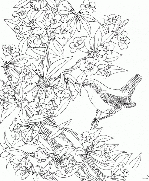 Wren and Yellow Jessamine South Carolina coloring page image