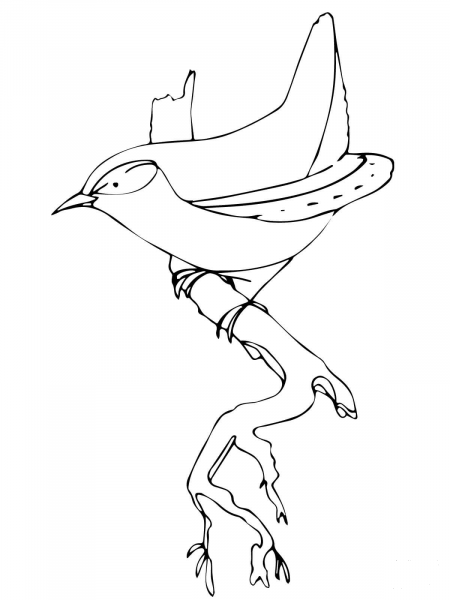 Wren Bird coloring page image