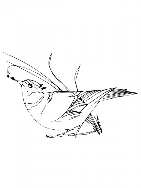 Wren Bird Eating Seeds coloring page image