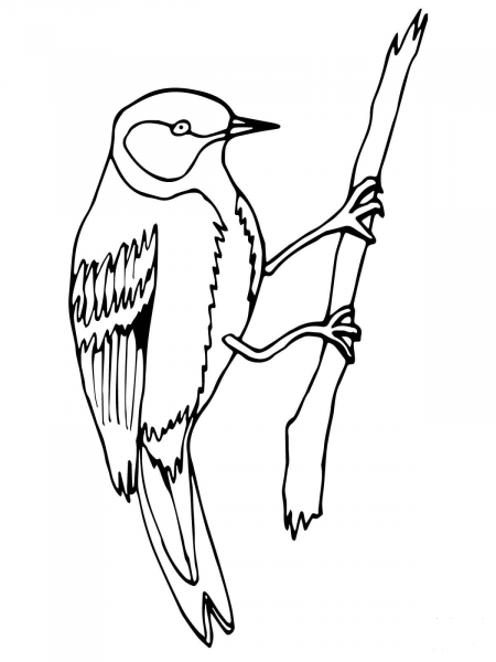 Wren Bird on a Branch coloring page image