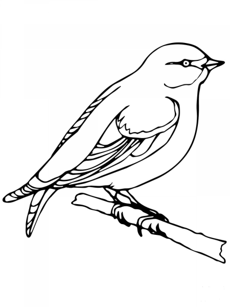 Wren coloring page image