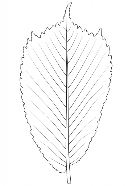 Wych Elm Leaf coloring page image