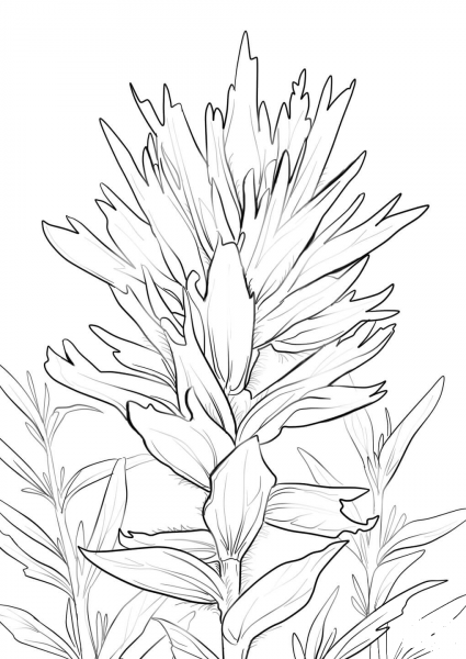 Wyoming Indian Paintbrush coloring page image