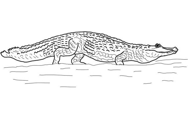 Yacare Caiman coloring page image