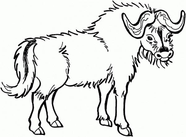 Yak coloring page image