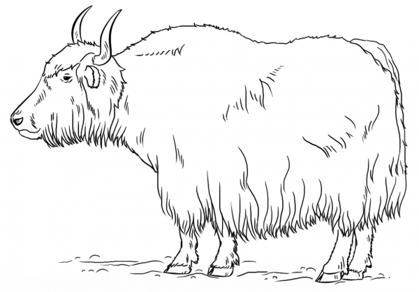 Yak coloring page image