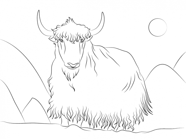 Yak  coloring page image