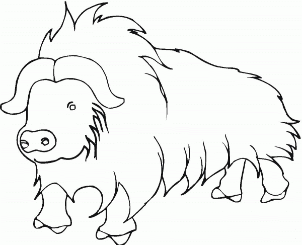 Yak from Himalayan coloring page image