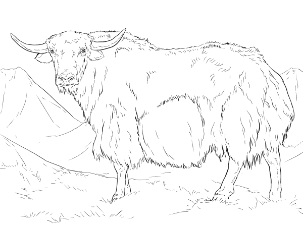 Yak from India coloring page image