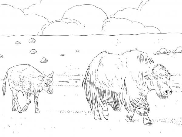 Yak Mother with Calf coloring page image