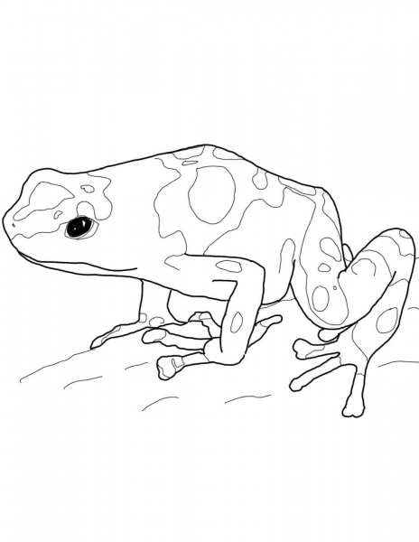 Yellow Banded Poison Dart Frog coloring page image