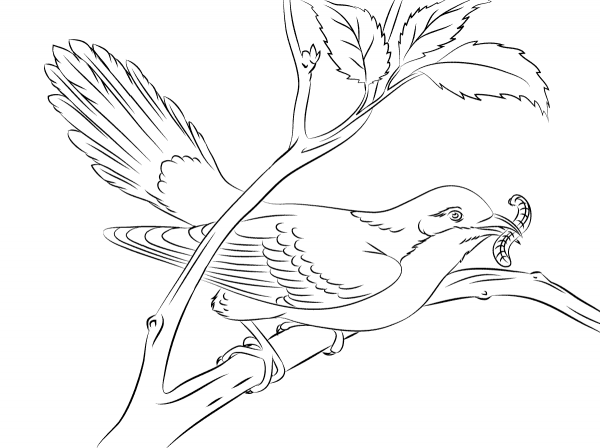 Yellow Billed Cuckoo coloring page image