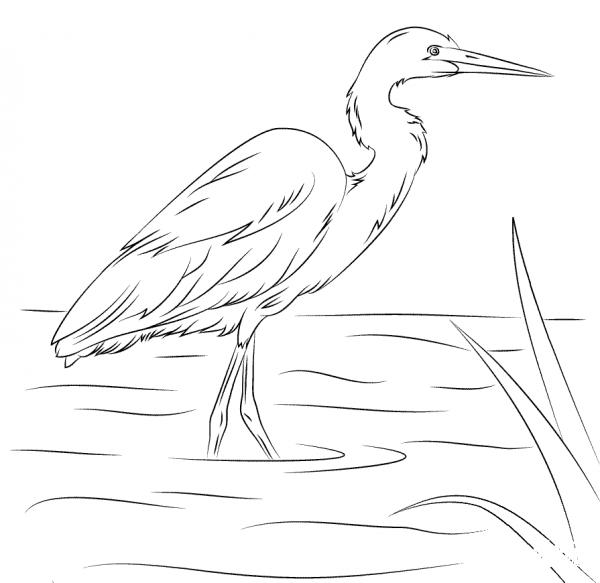 Yellow Billed Egret coloring page image