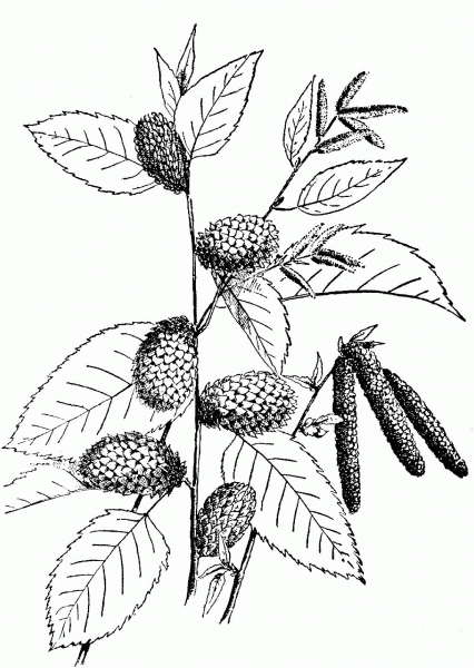 Yellow Birch Branchlet coloring page image