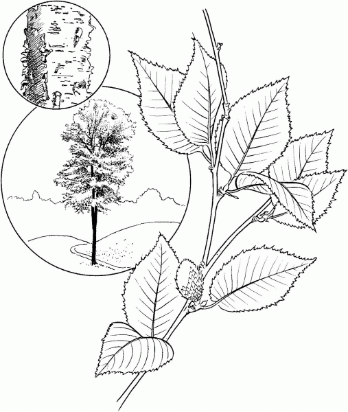 Yellow Birch coloring page image