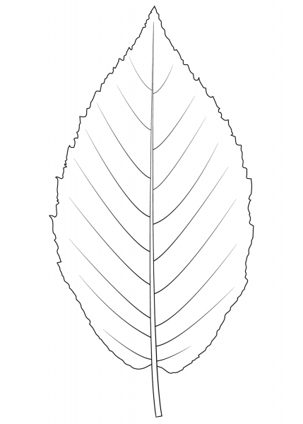 Yellow Birch Leaf coloring page image