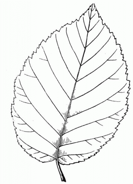 Yellow Birch Leaf coloring page image
