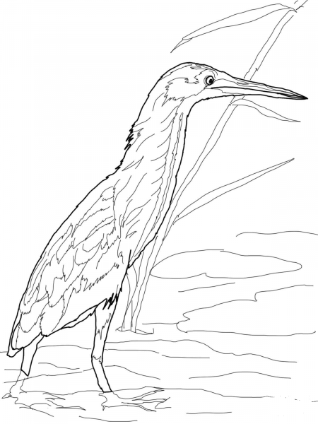 Yellow Bittern coloring page image