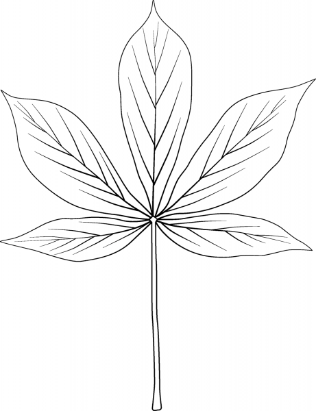 Yellow Buckeye Leaf coloring page image