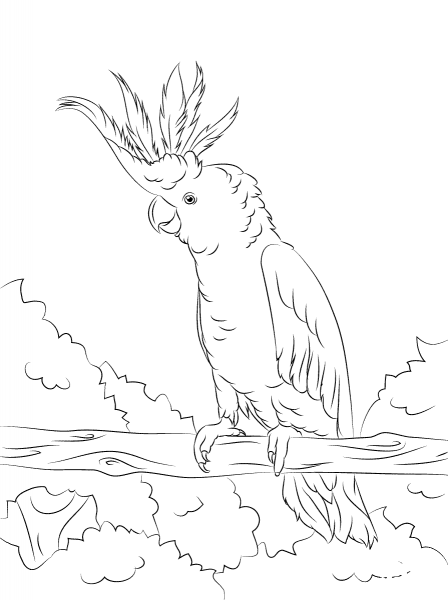 Yellow Crested Cockatoo coloring page image