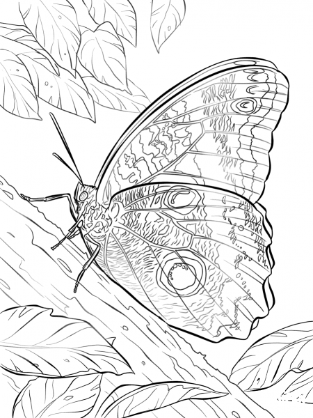 Yellow Edged Giant Owl Butterfly coloring page image