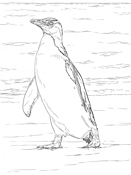 Yellow Eyed Penguin coloring page image