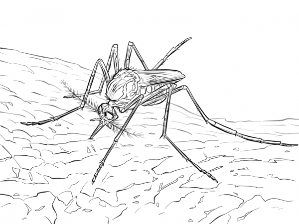 Yellow Fever Mosquito coloring page image