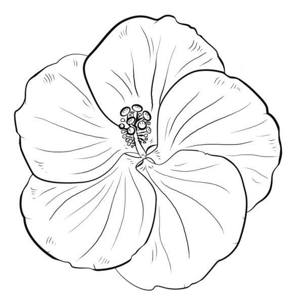 Yellow Hibiscus coloring page image